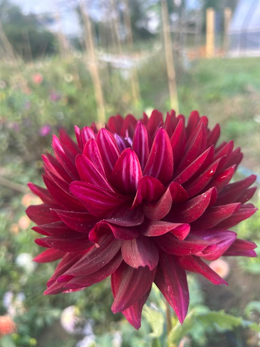 Hollyhill Black Beauty