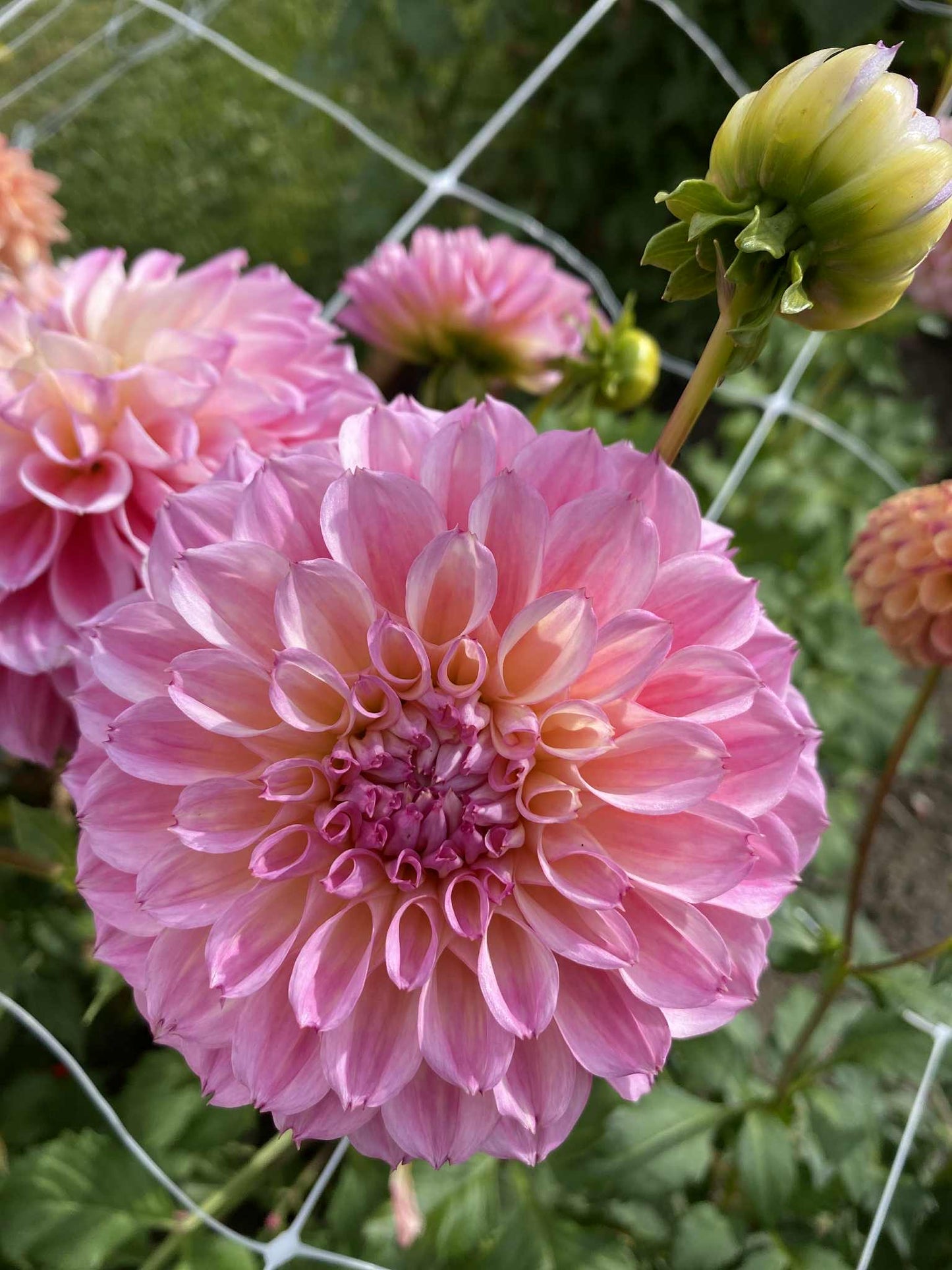 New Year 2026 Collection #45