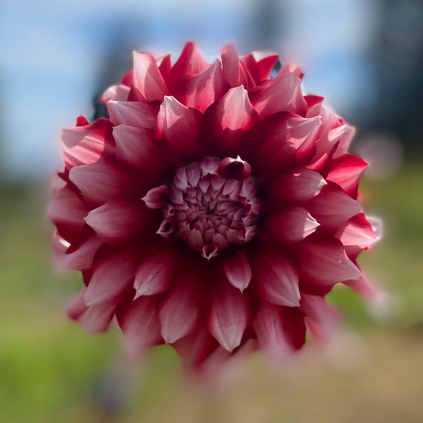 River’s Fancy Santa (Clump)