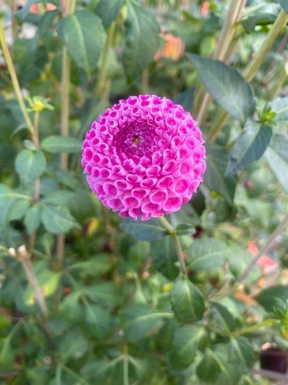 Wills Ringwood Rosie