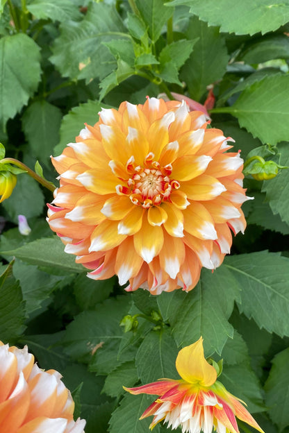 Bloomquist Candy Corn