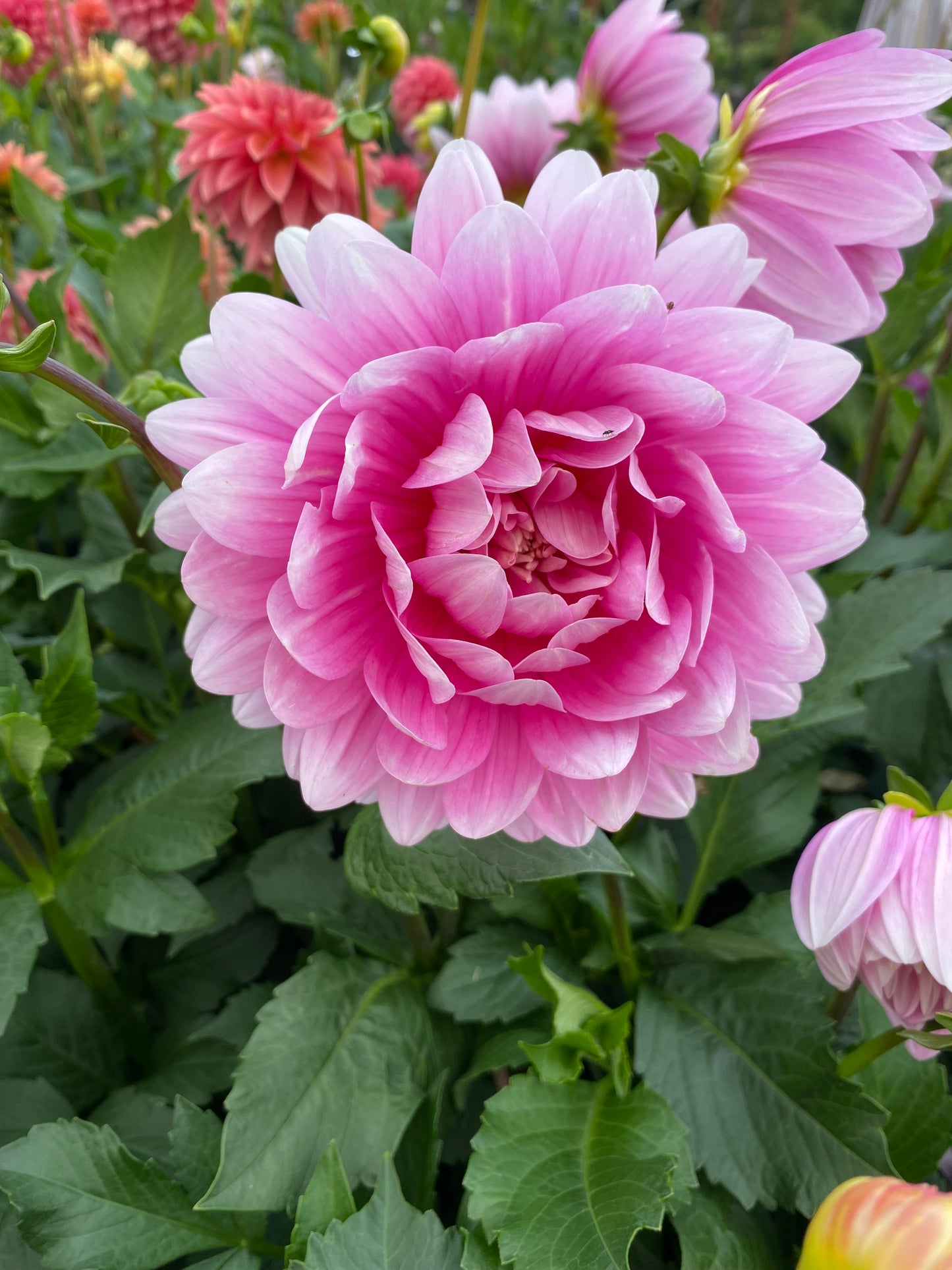 Hollyhill Pink Parfait