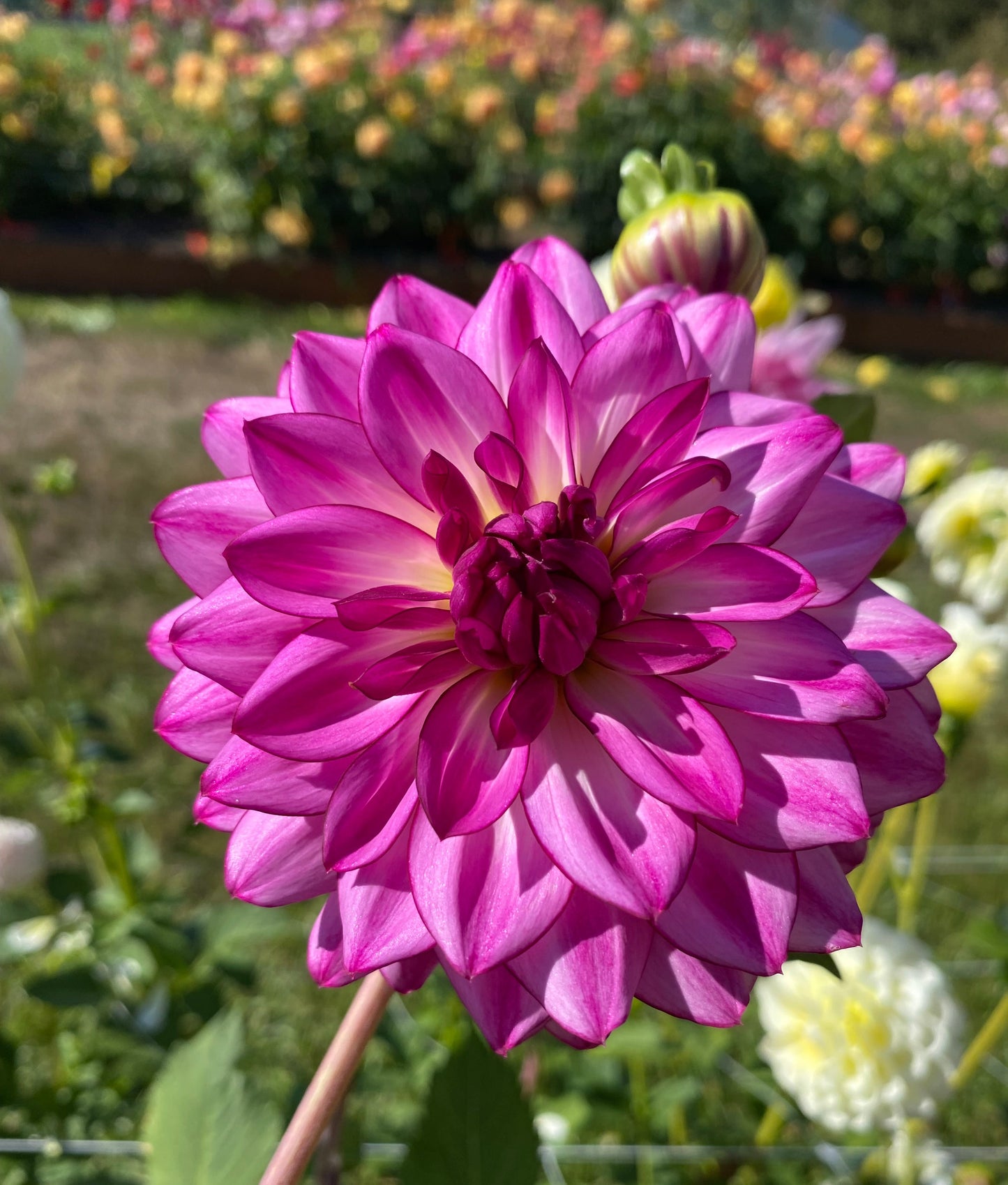 Sungate’s Stryker (clump)