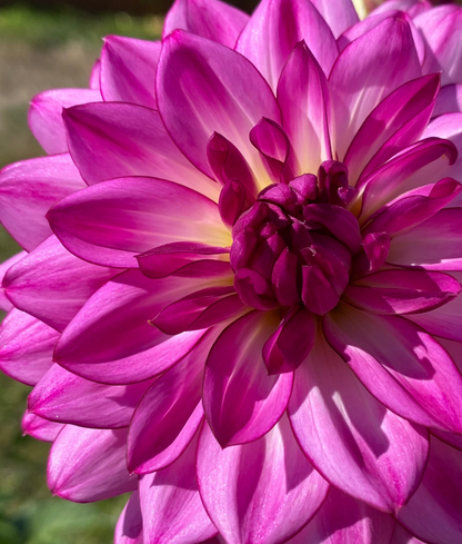 Sungate’s Stryker (clump)