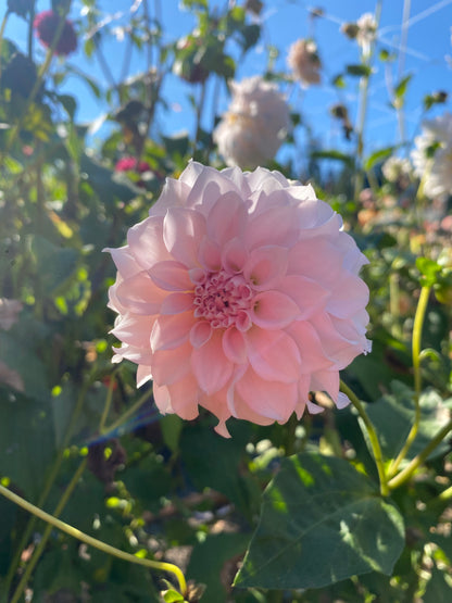 Levi’s Opal Twist (Limit1)