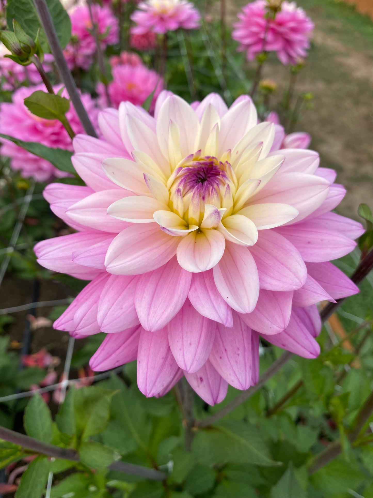 New Year 2026 Collection #36