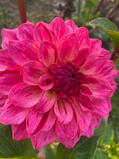 Van Isle Salish Sunset