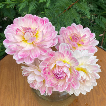 Kelgai Ann (Ugly Tubers)