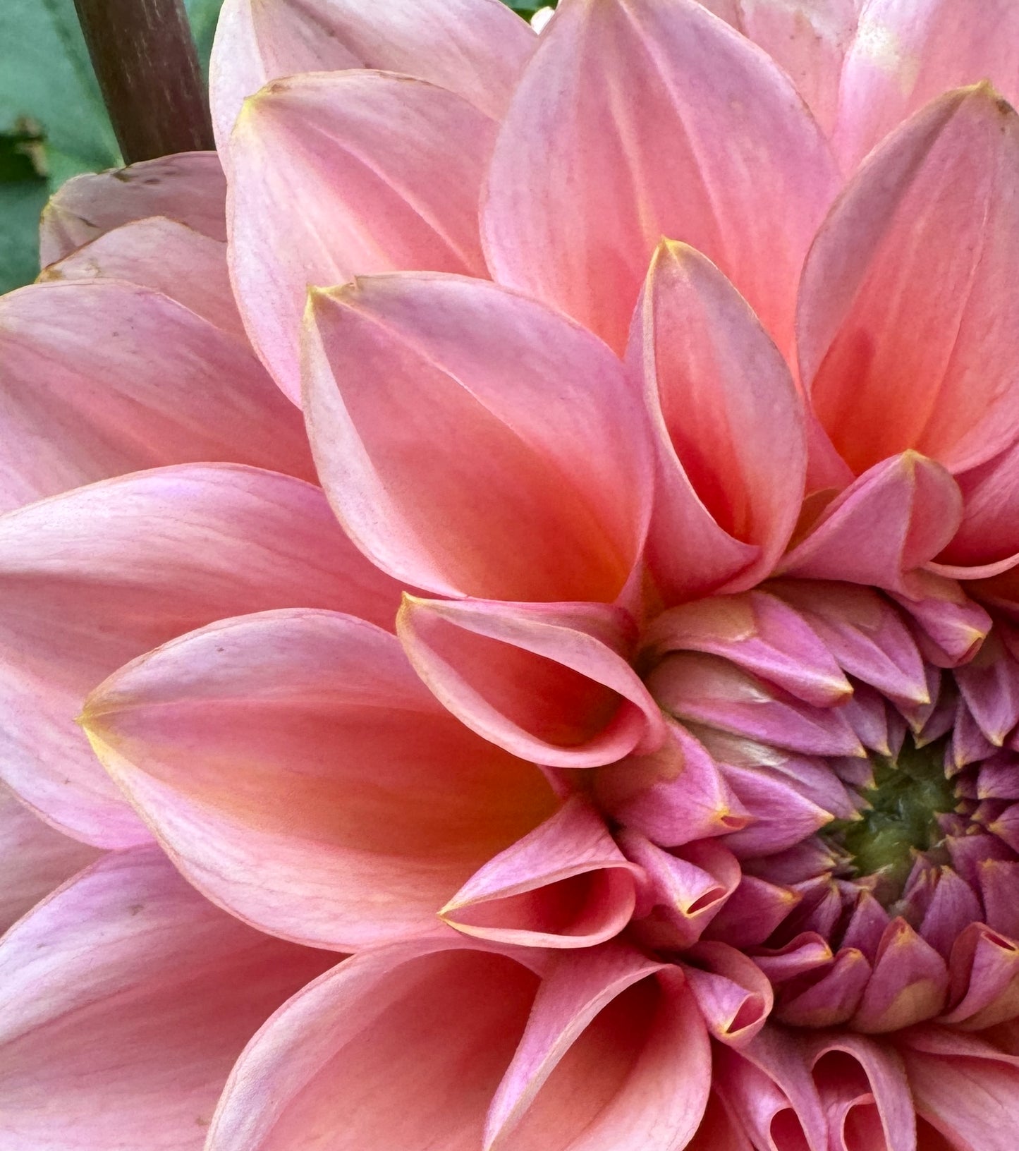 Askwith Minnie (Limit 1)