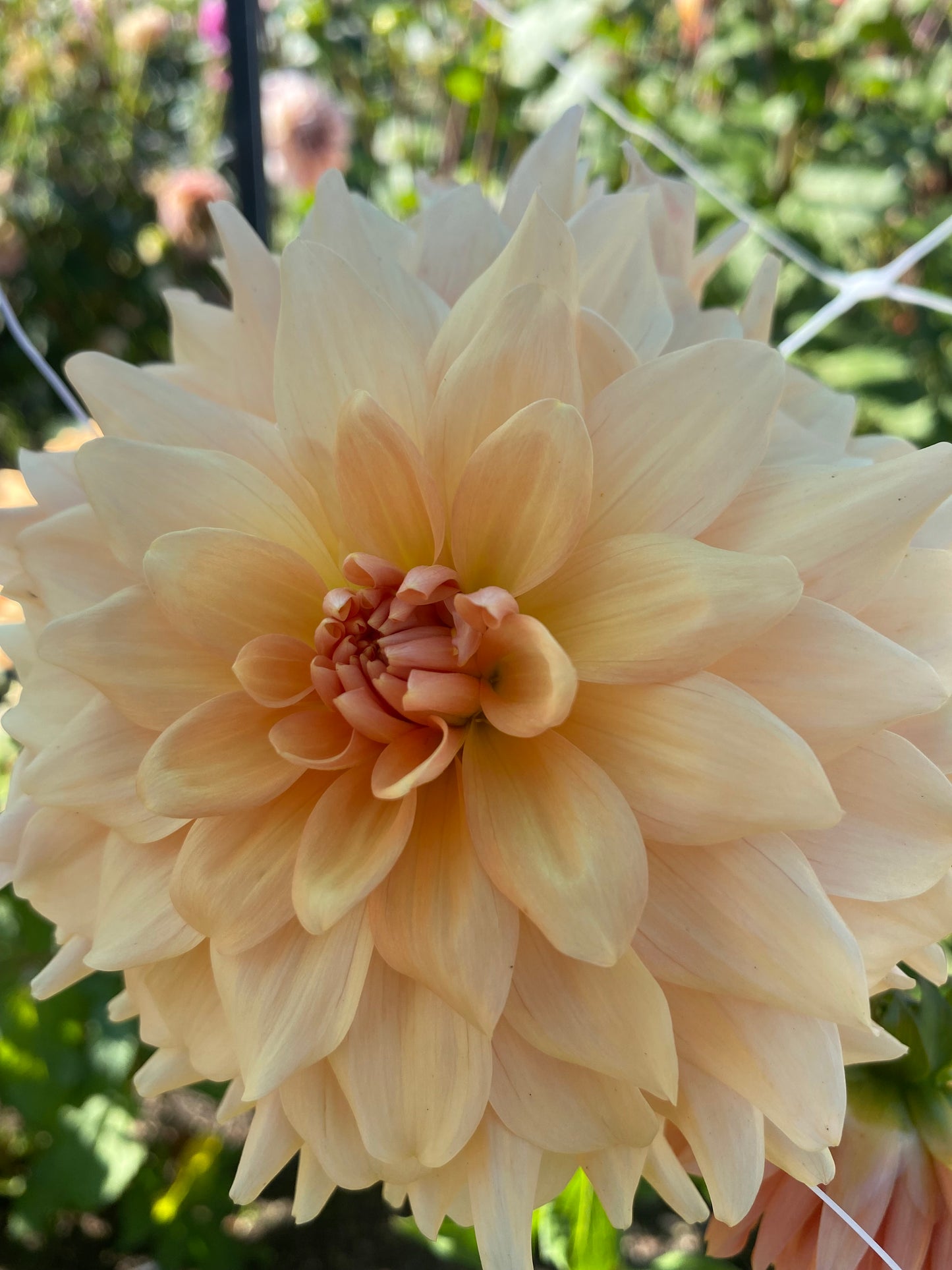 Lee’s Turmeric Tea