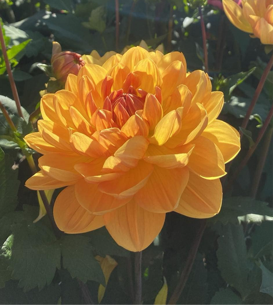 Hollyhill Honeygold (Limit1)