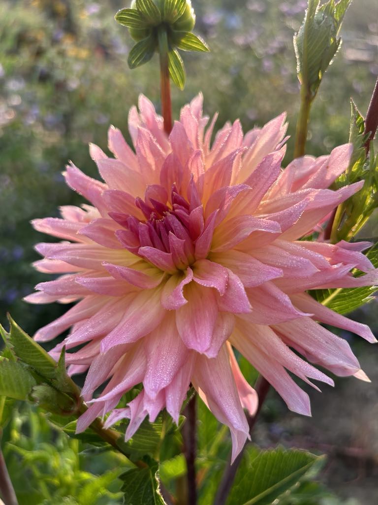 Mingus Selena (Limit 1)