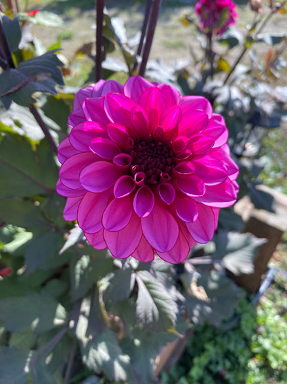 Melissa Anne Marijke