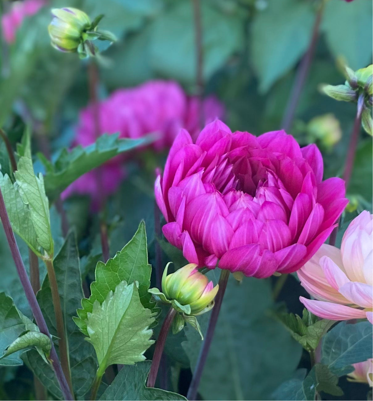 Sandia Nocturne (Limit 1)