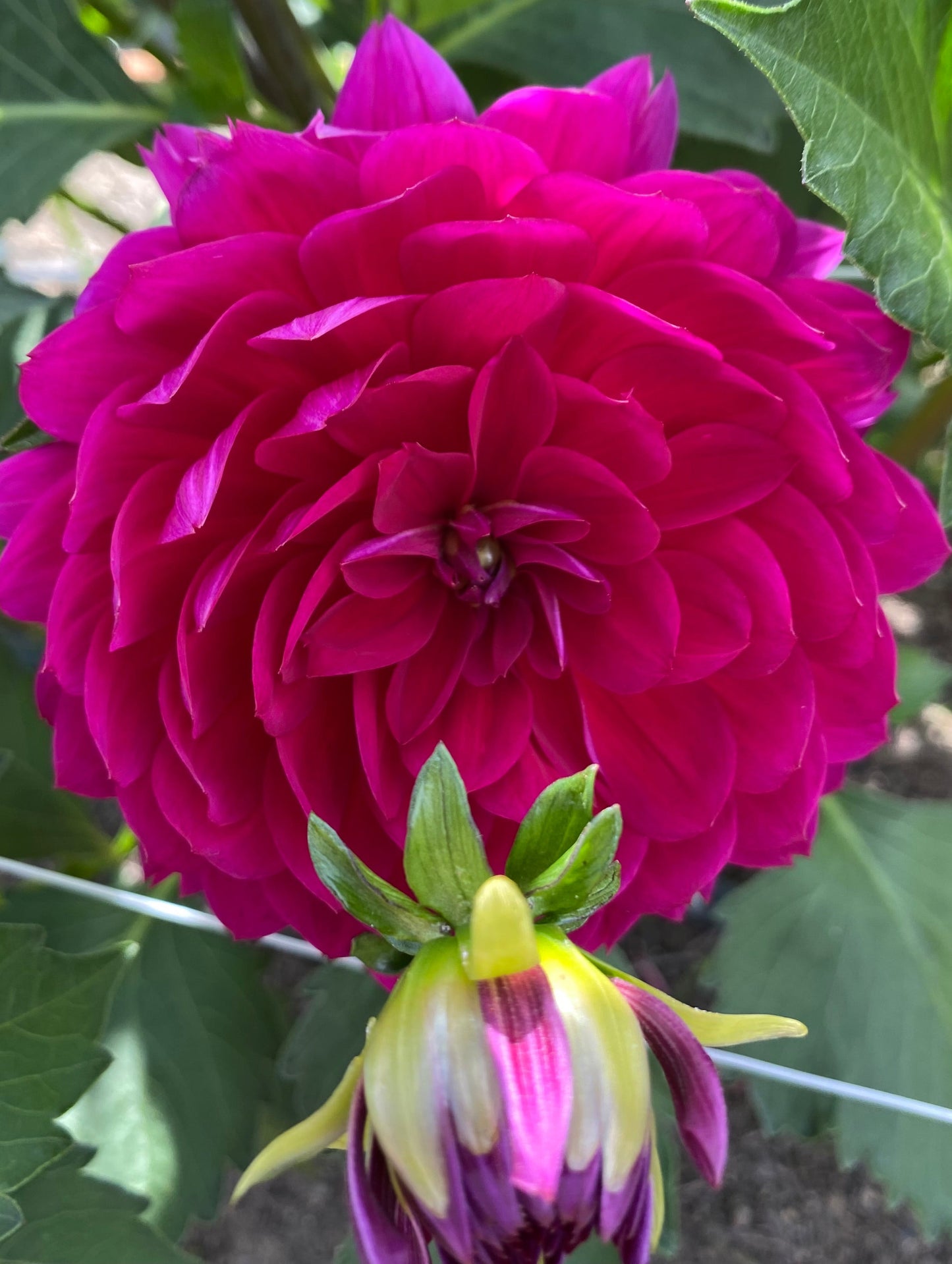 Sandia Nocturne (Limit 1)