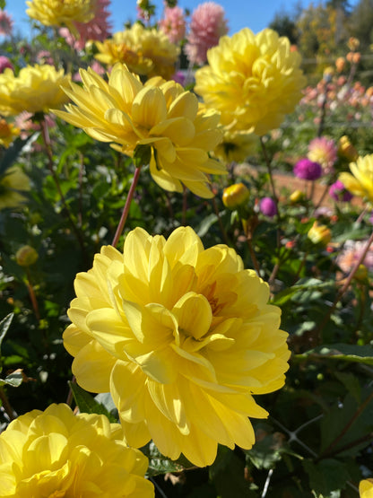 Sandia Gold (limit 1)