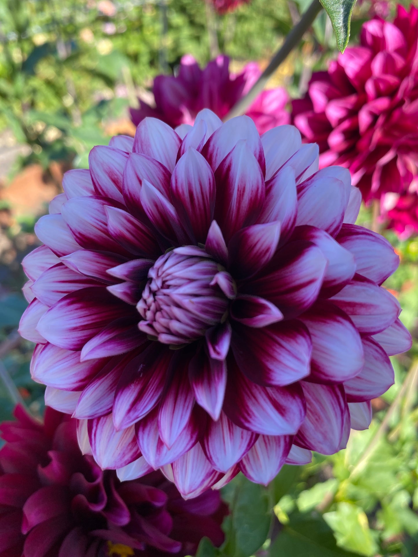 Hollyhill Masquerade (limit 1)