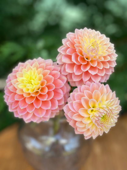 Sugartown Sunrise (clump)