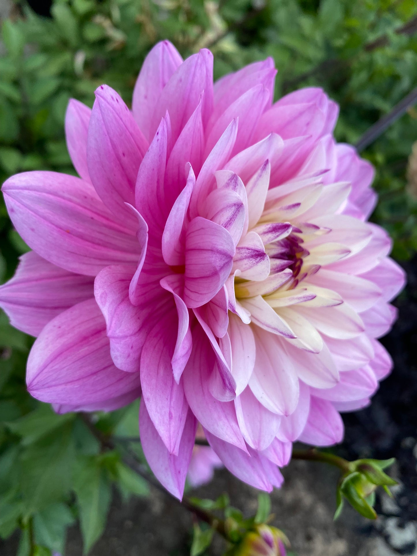 New Year 2026 Collection #36