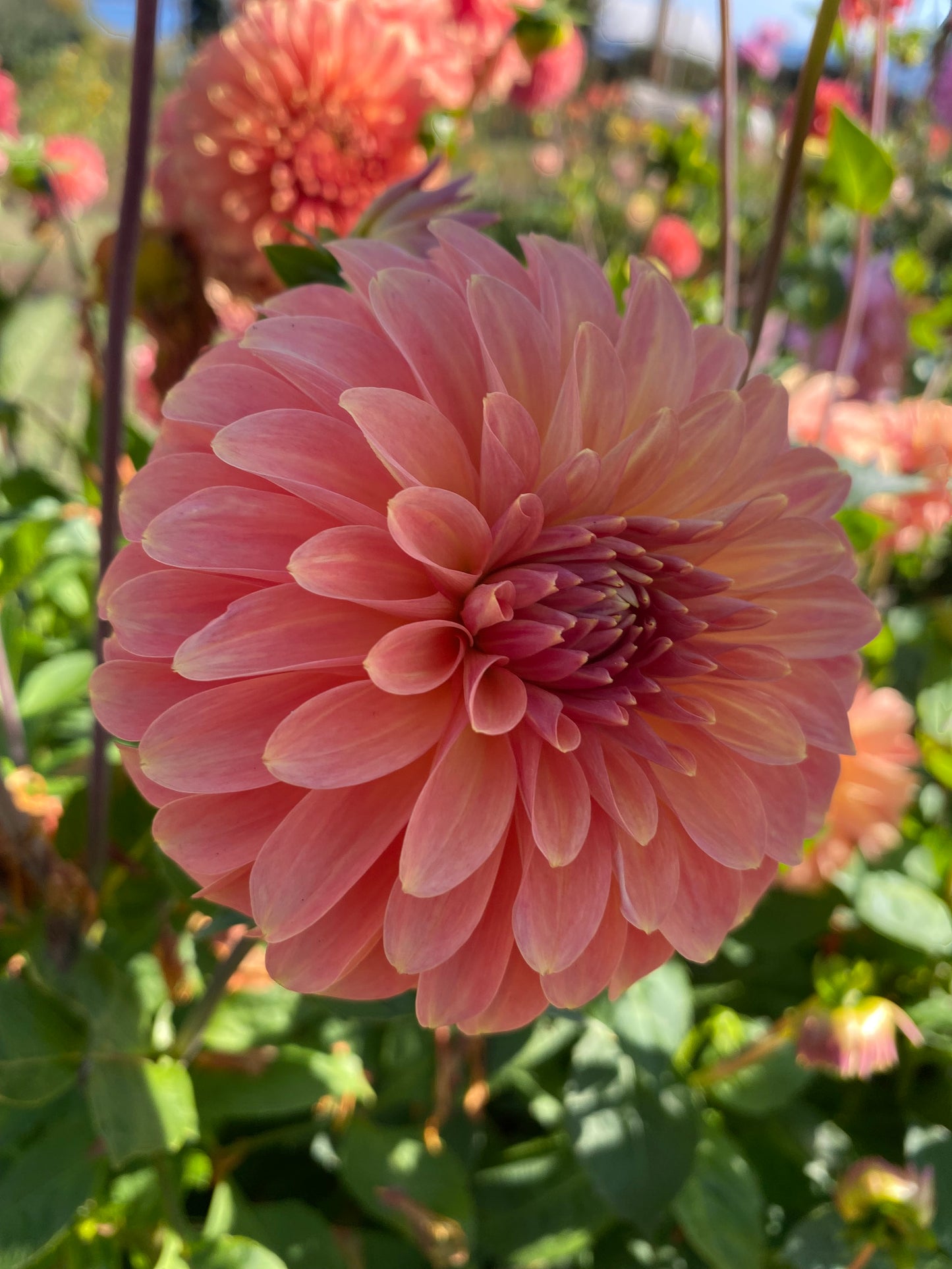 New Year 2026 Collection #45