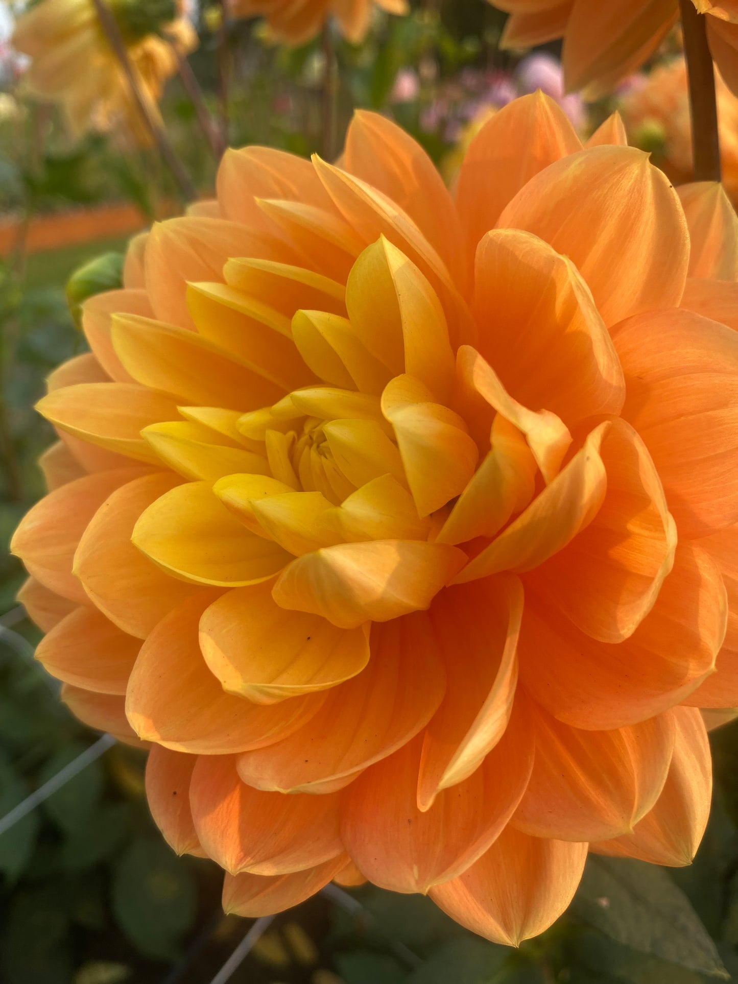 Monet Glory (Limit 1)