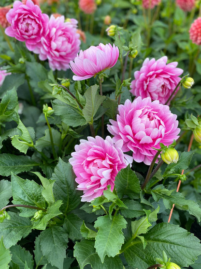 Hollyhill Pink Parfait