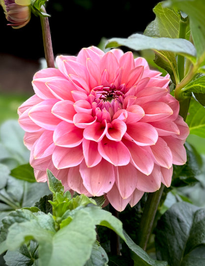 Askwith Minnie (Limit 1)