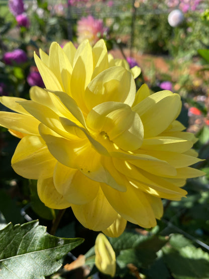 Sandia Gold (limit 1)