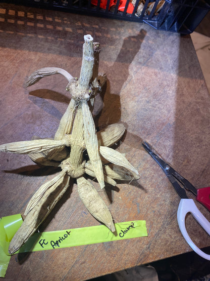 Ferncliff Apricot (clump)