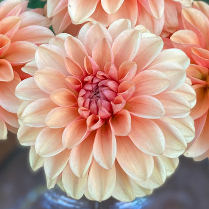 Mission Gingersnap (Limit 1)