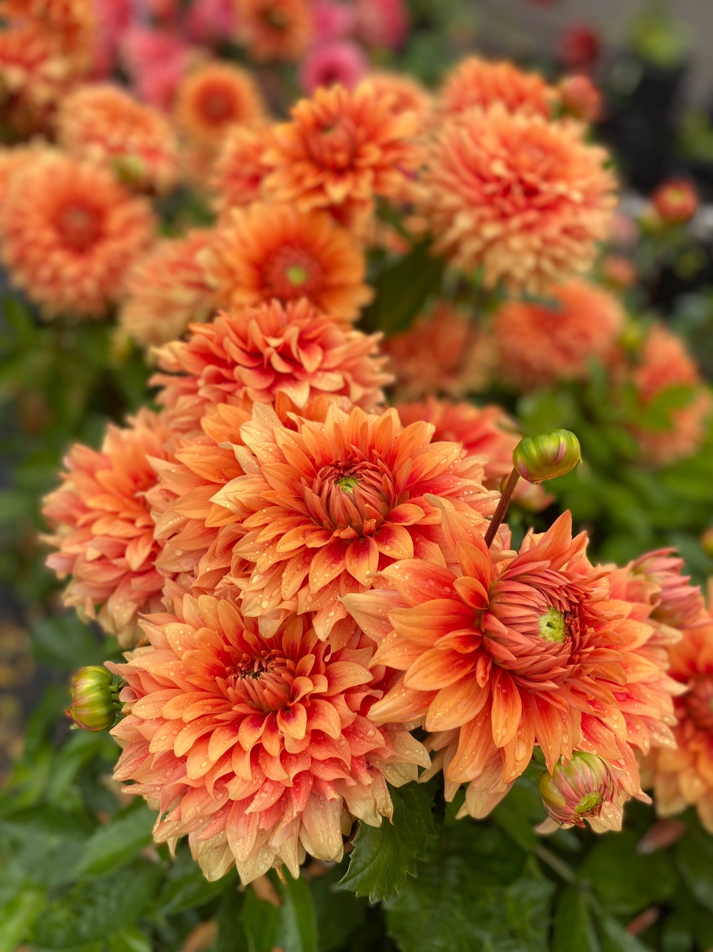 New Year 2026 Collection #39