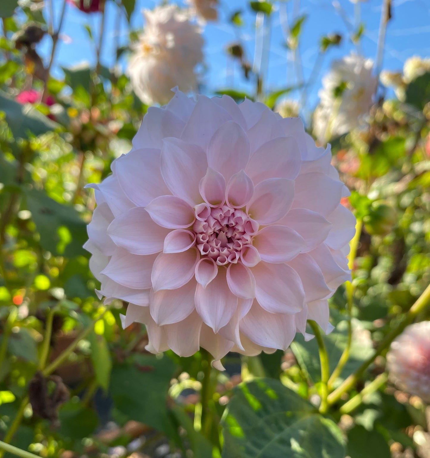 Levi’s Opal Twist (Limit1)