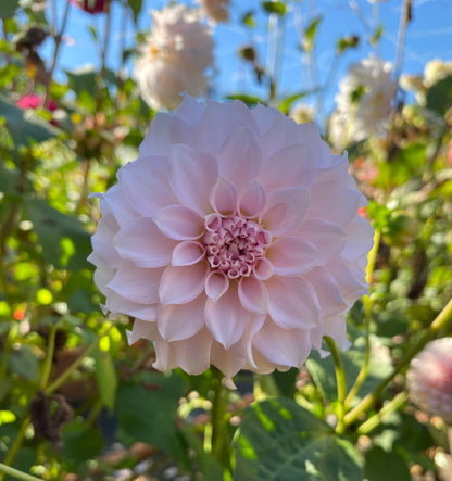 Levi’s Opal Twist (Limit1)