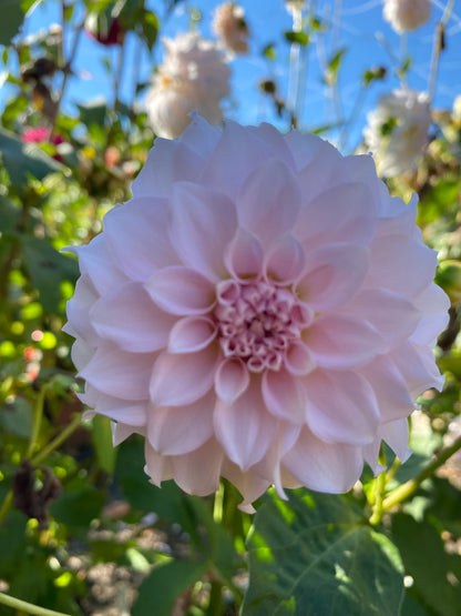 Levi’s Opal Twist (Limit1)