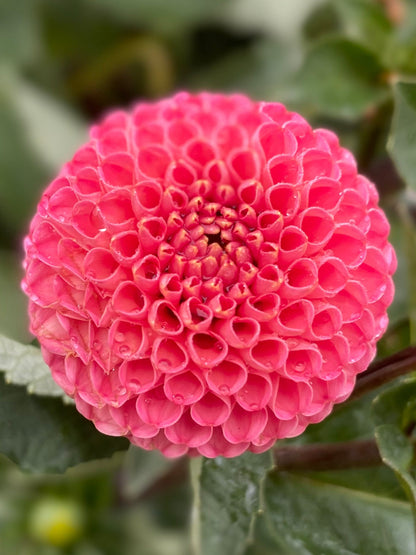 SB’s KA’s Choice