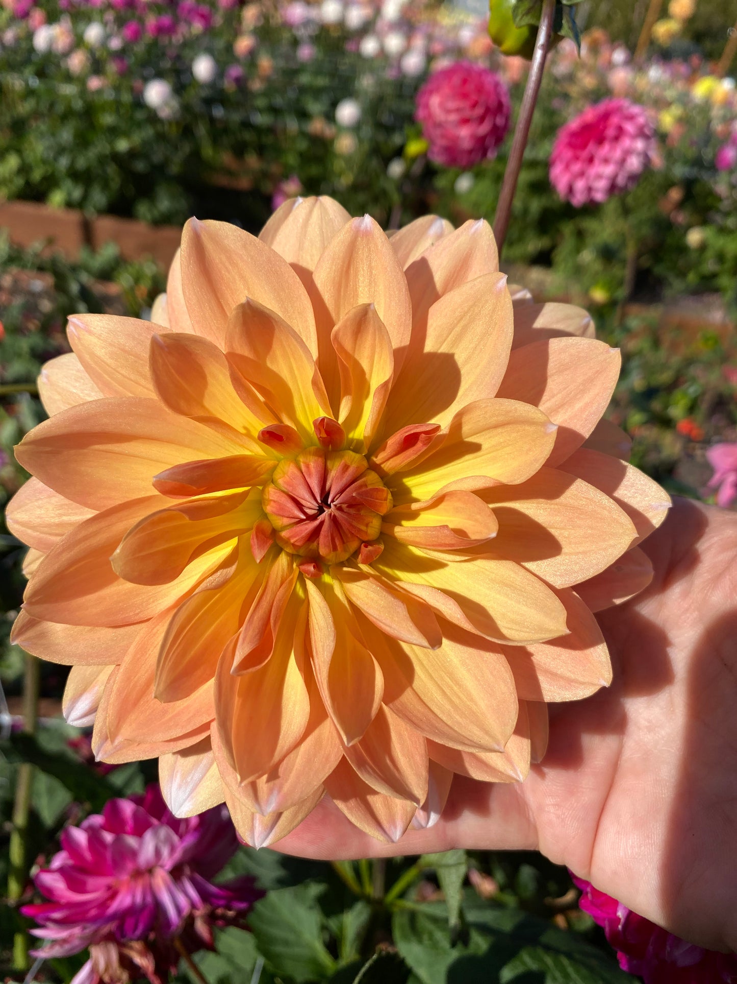 Sandia Candy Corn (limit 1)