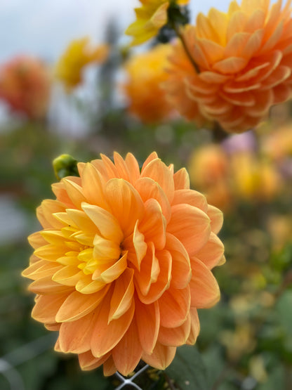 Monet Glory (Limit 1)