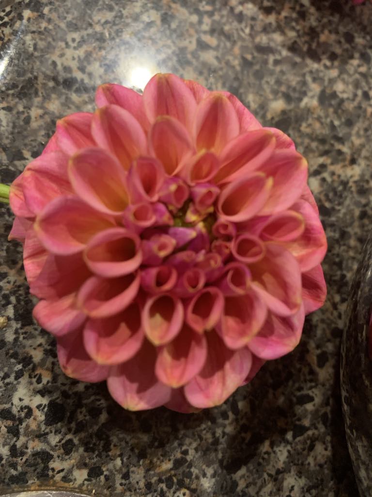 Ferncliff Carefree (limit 1)