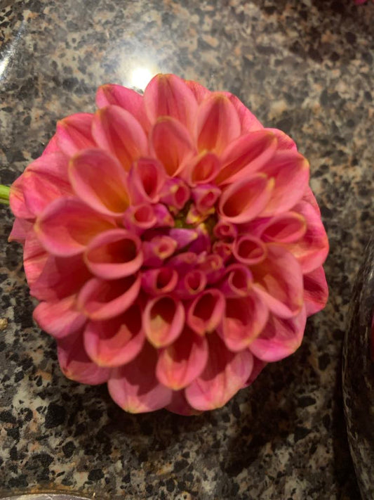 Ferncliff Carefree (limit 1)