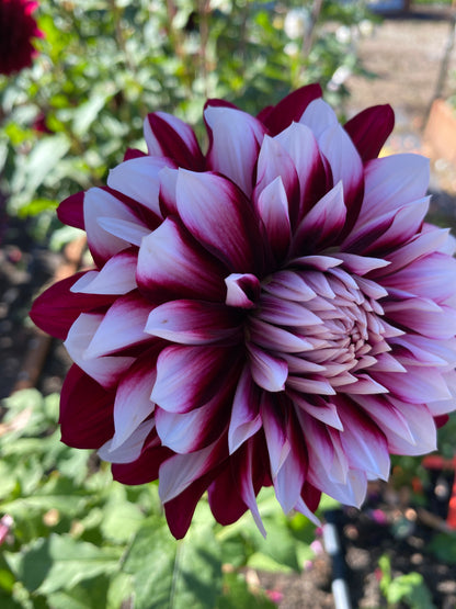 Hollyhill Masquerade (limit 1)