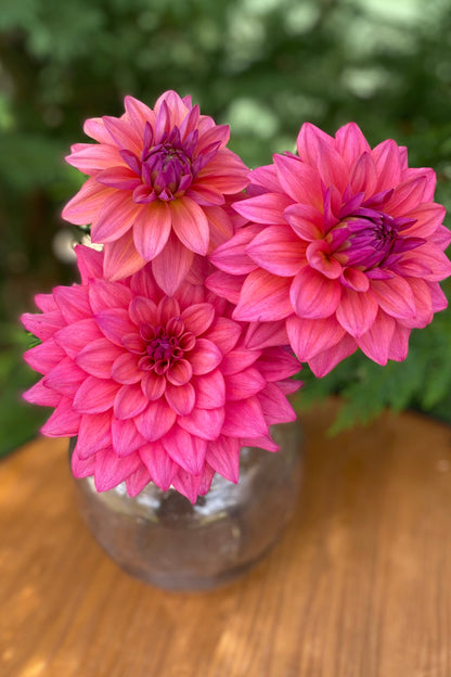 Feline Yvonne (limit 1)