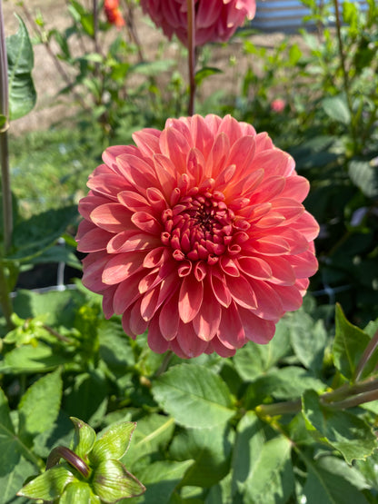 New Year 2026 Collection #45