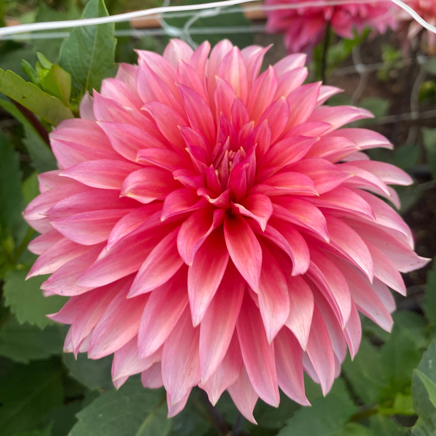 Sandia Ruthie (Limit 1)