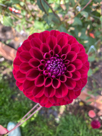 Hapet Schwarzer Peter 