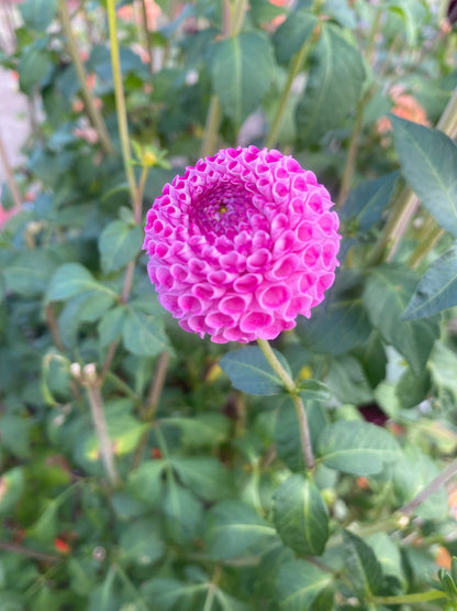 Wills Ringwood Rosie