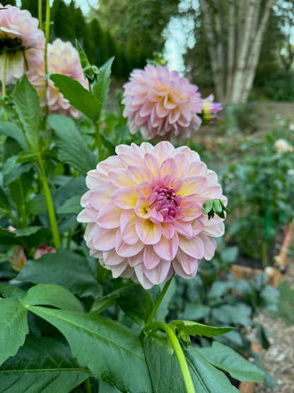 New Year 2026 Collection #37