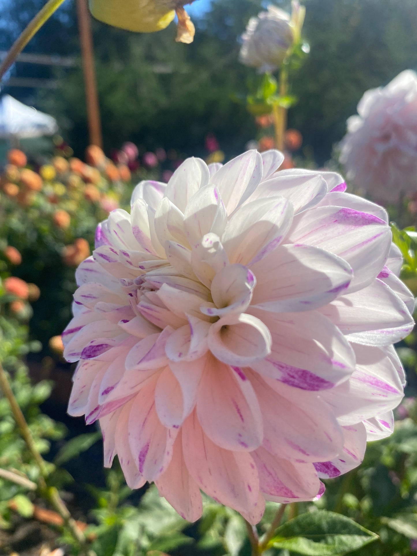 Hollyhill Fingerpaint