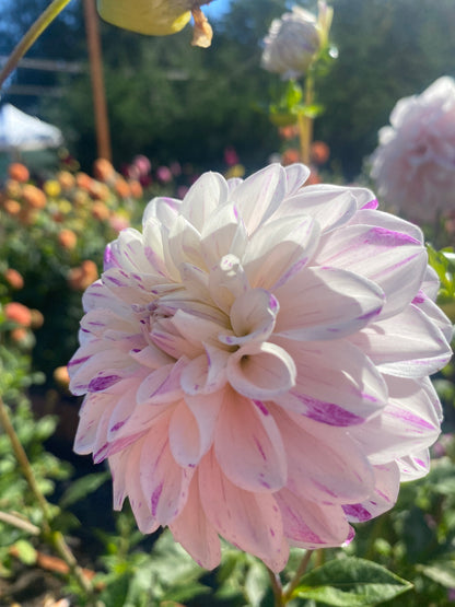 Hollyhill Fingerpaint