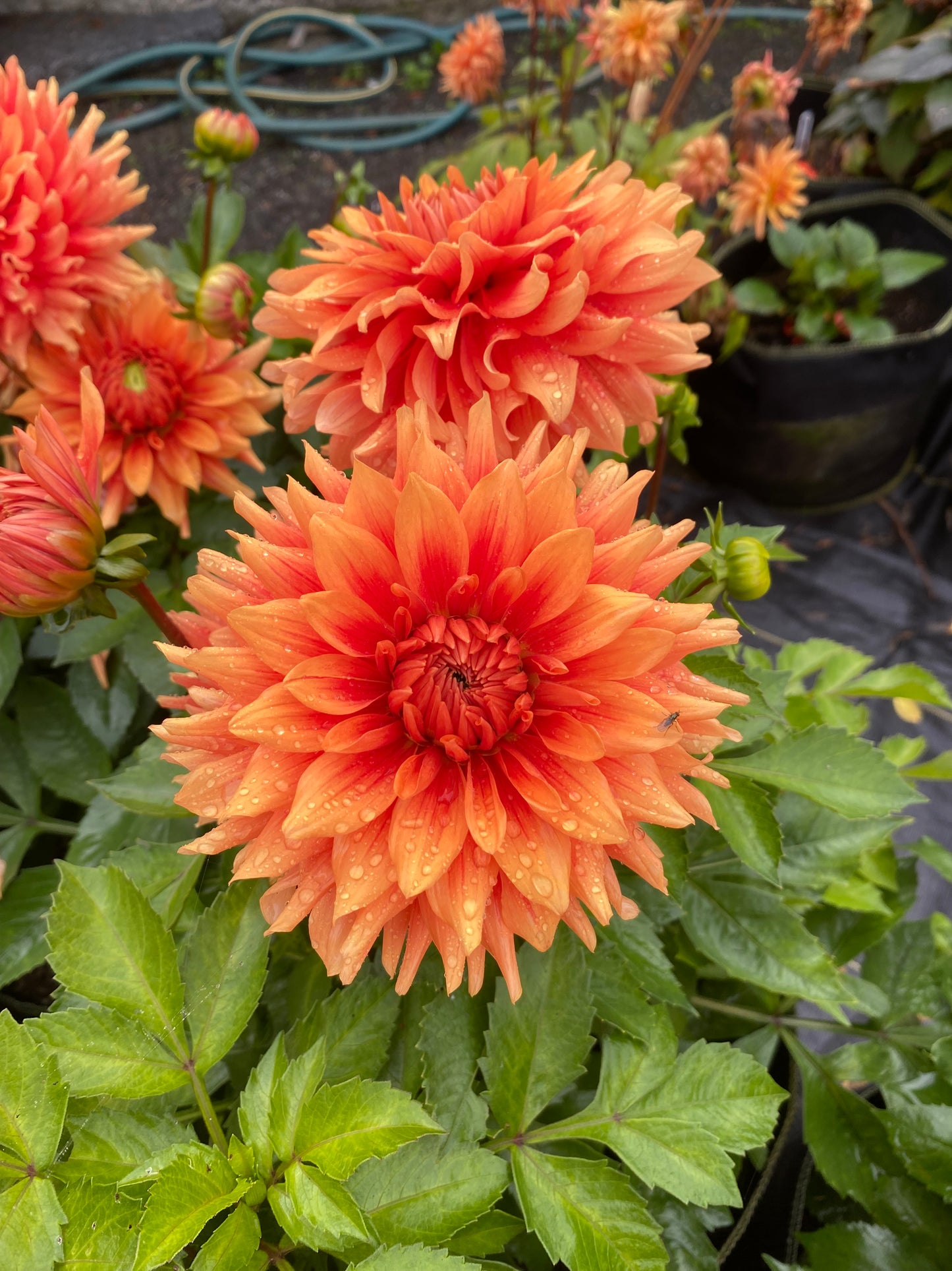 New Year 2026 Collection #39