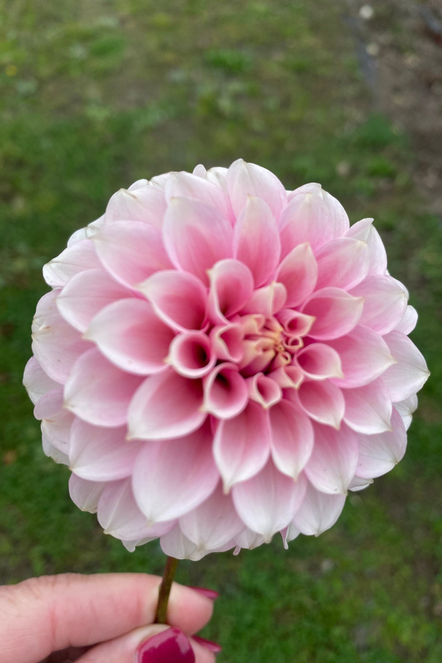 Levi’s Confessor (Limit1)